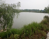 臨近端午，總經(jīng)理劉月琴組織人員農(nóng)莊采摘。